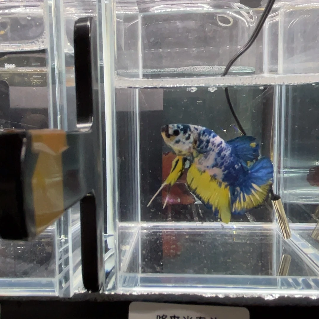 斗鱼12.2 大理石将军 087