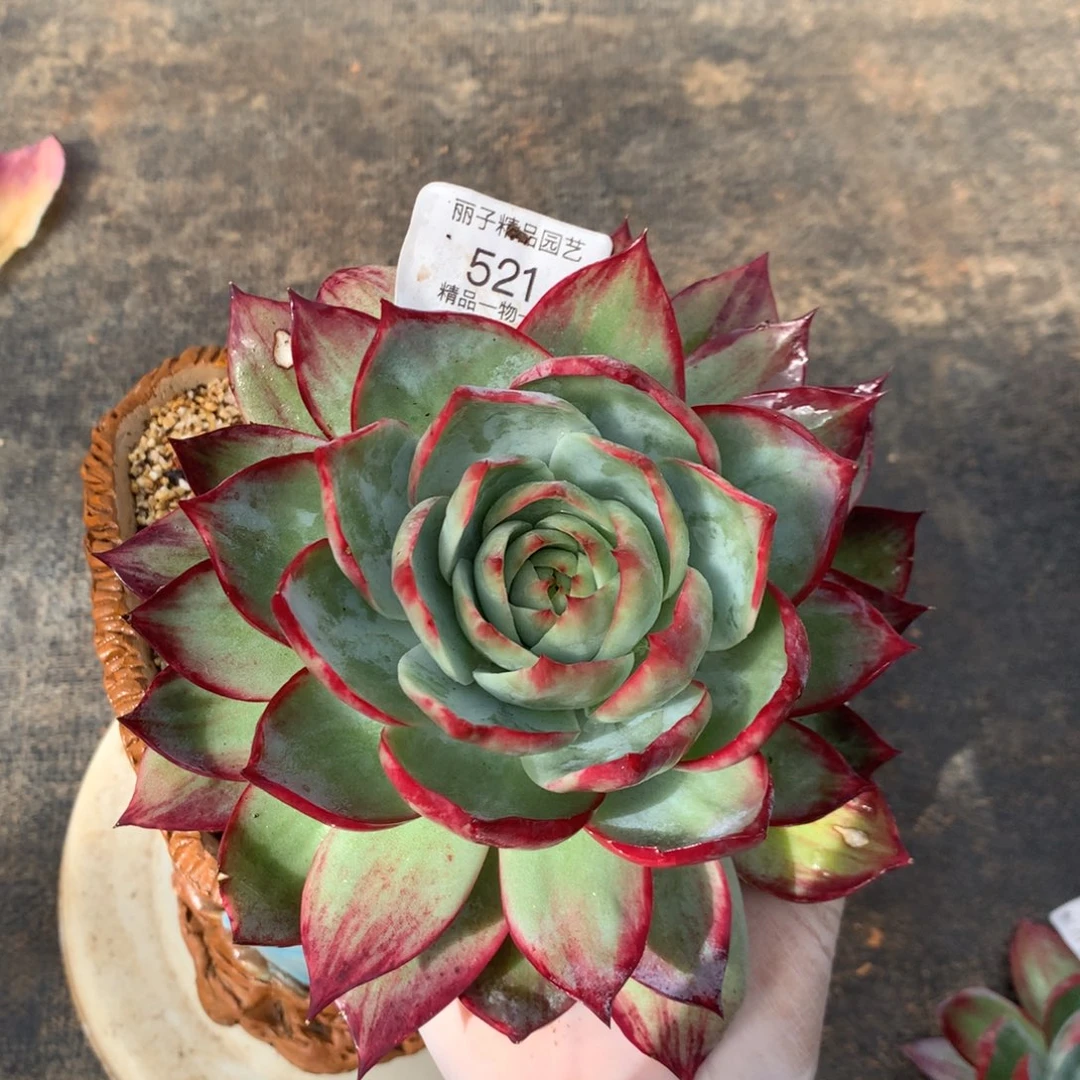 521号多肉植物惊鸿16