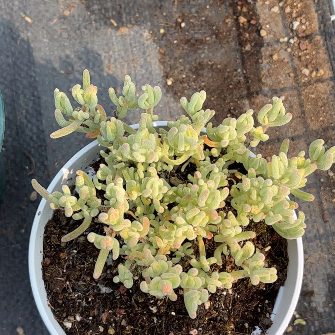 008橙叶锦优选枝干