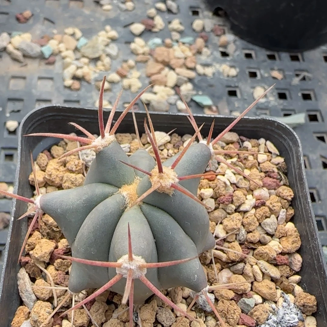 09实生琥头多肉3.5