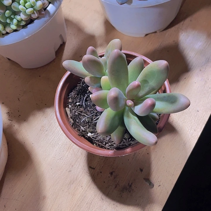 清*0000000000000387