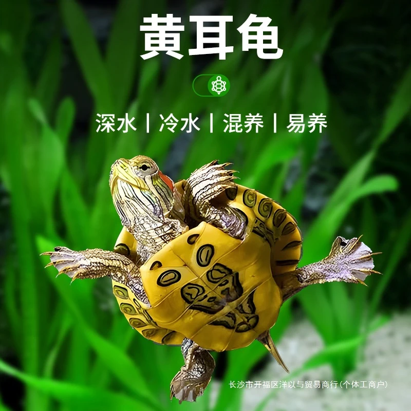 深水龟黄耳龟吃粪龟水龟鱼缸火焰乌龟活物黄头侧颈观赏宠物小乌龟