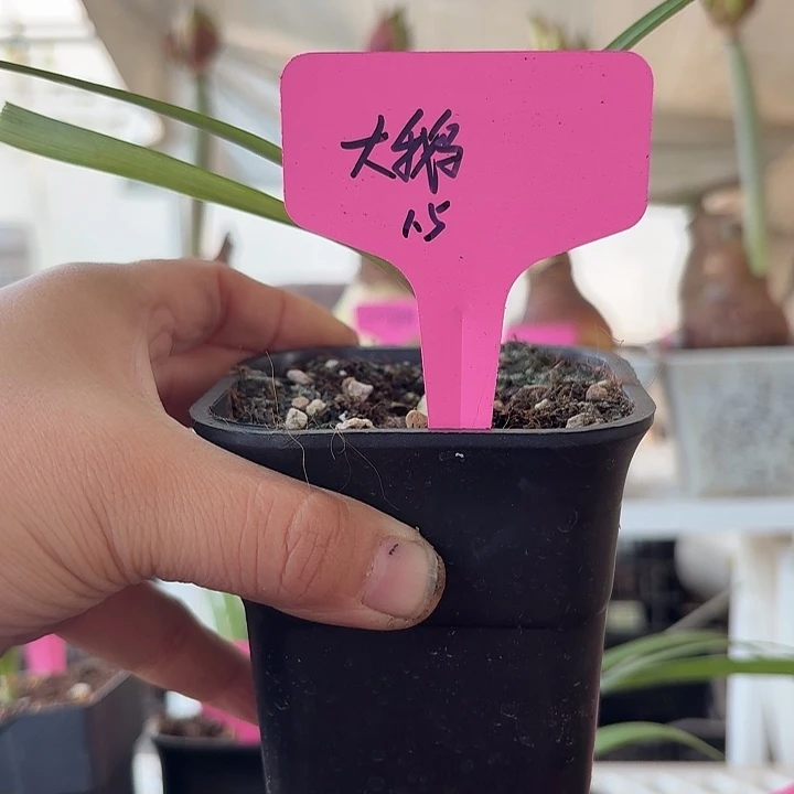 无花朵大鹅朱顶红直径1.5