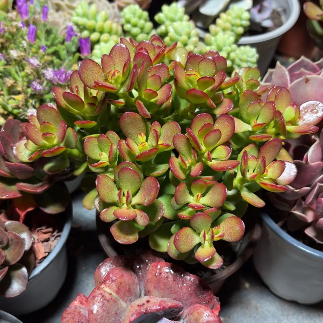 摇钱树多肉整群11㎝盆特价