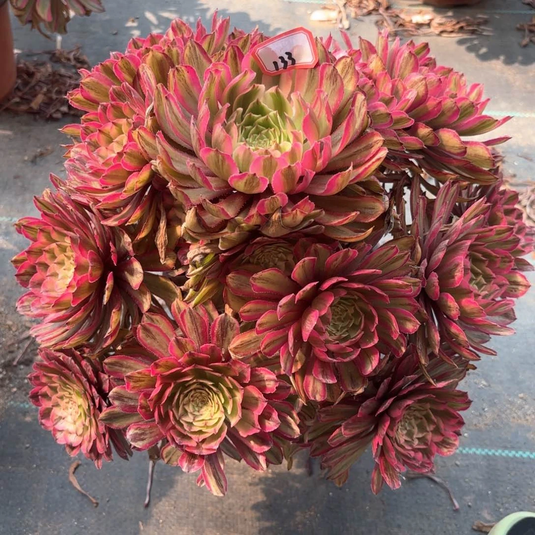 无花朵133粉黛变易多肉植物绿植