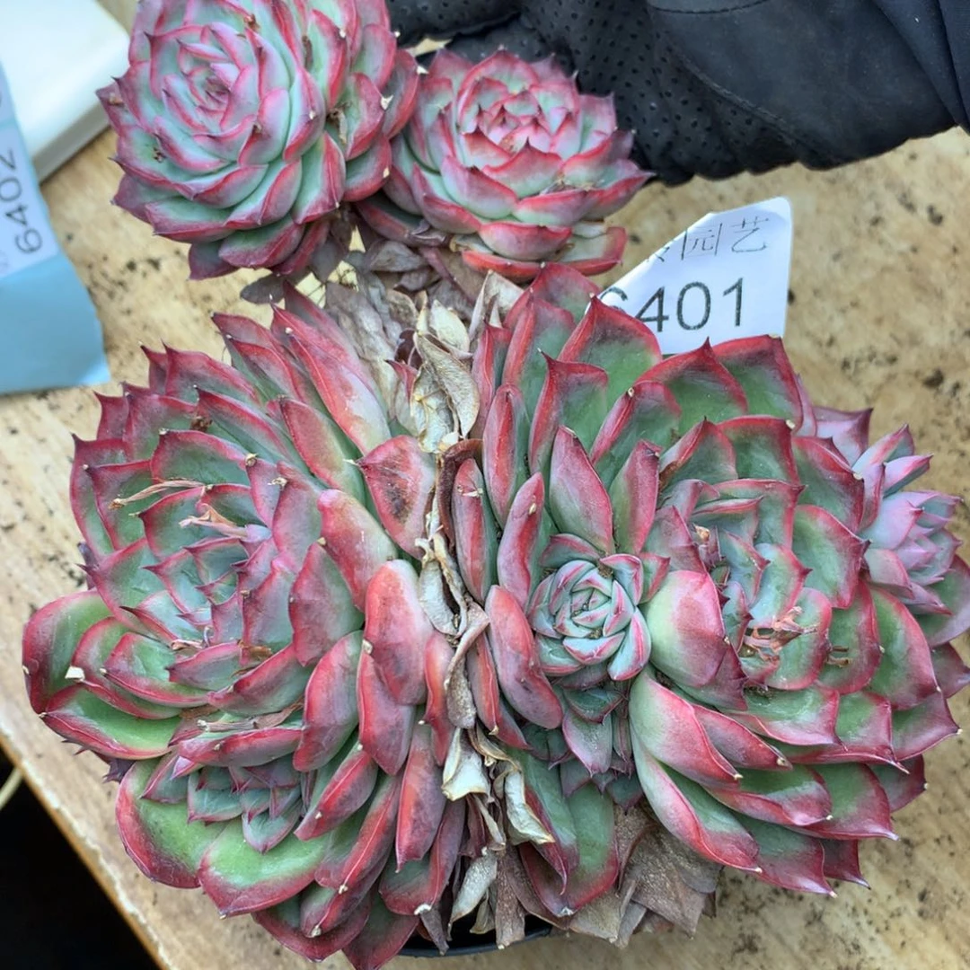 毅6401杂交精品基地15厘米