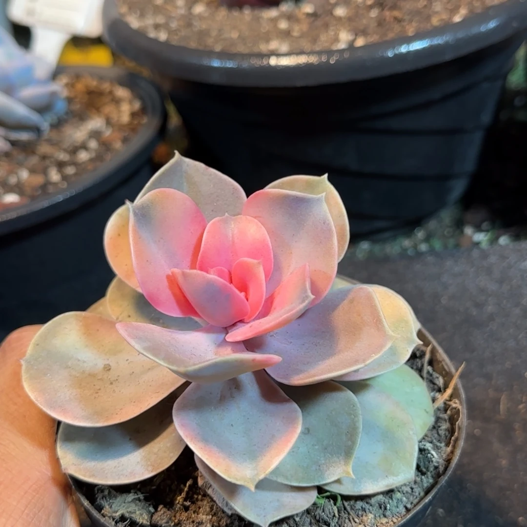 彩虹一物一拍包装收缩花旱