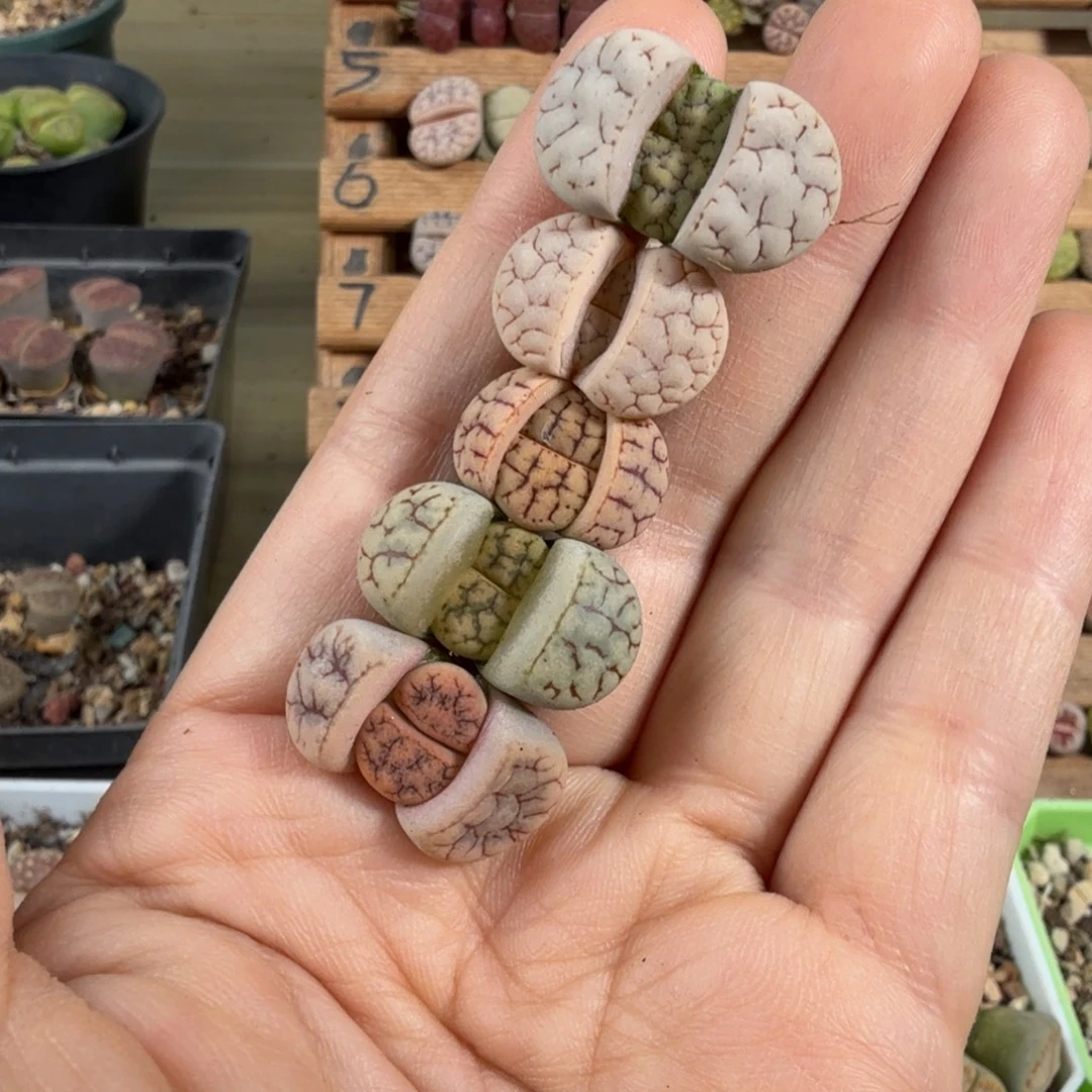特价漂亮编号荒彩套一手