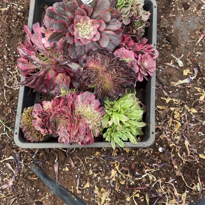 千*詞260组合掌心多肉法师锦