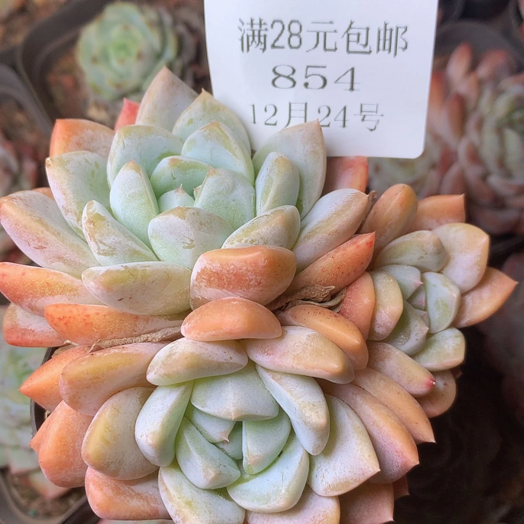 【闪购商品】云854号