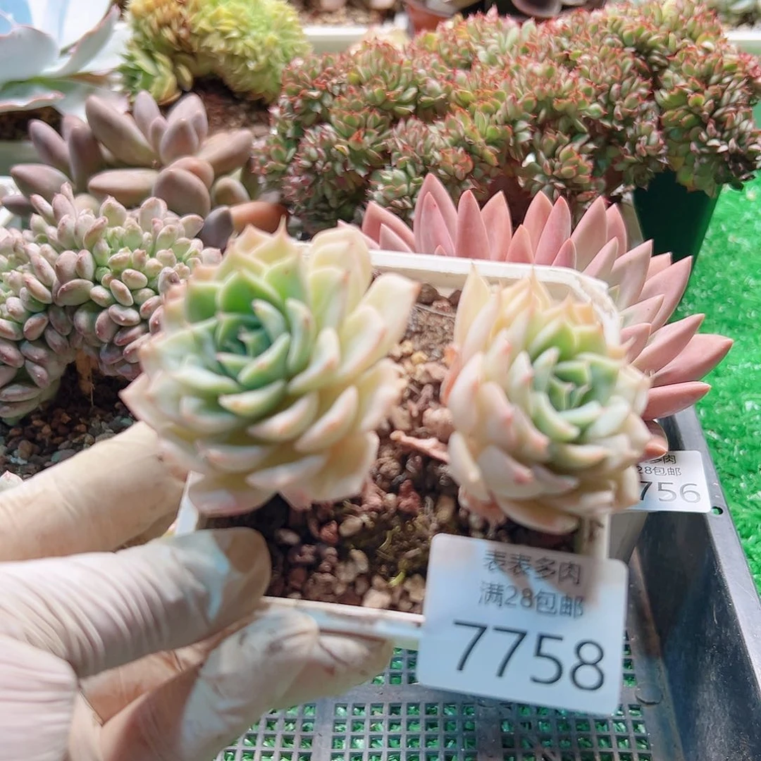 无花朵多肉一物一拍7758
