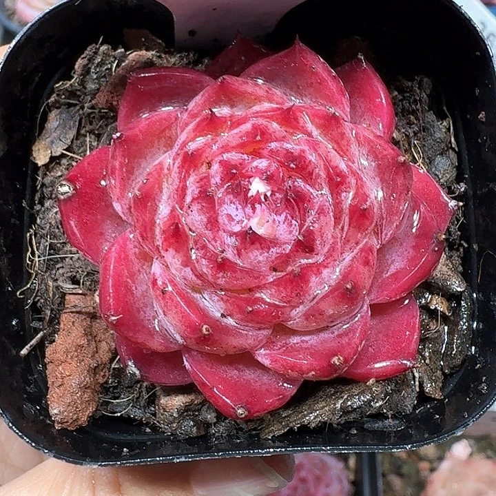 妖姬多肉植物039