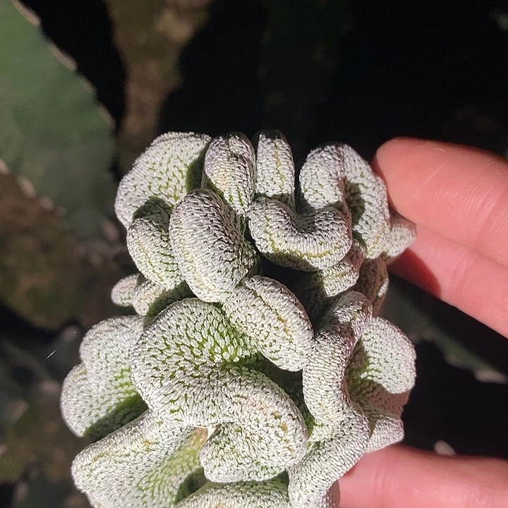 三角接精巧丸缀化