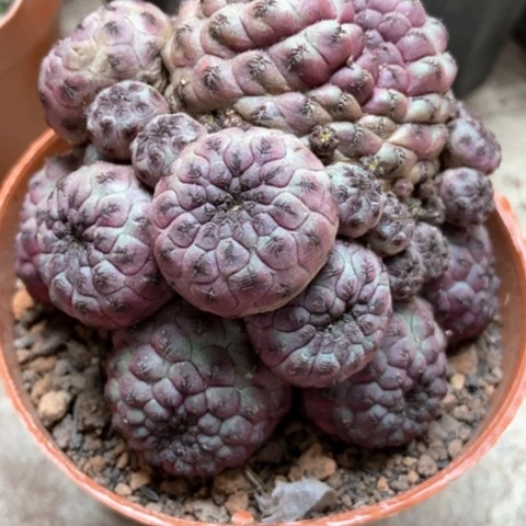 紫丽丸仙人球18米仙人球