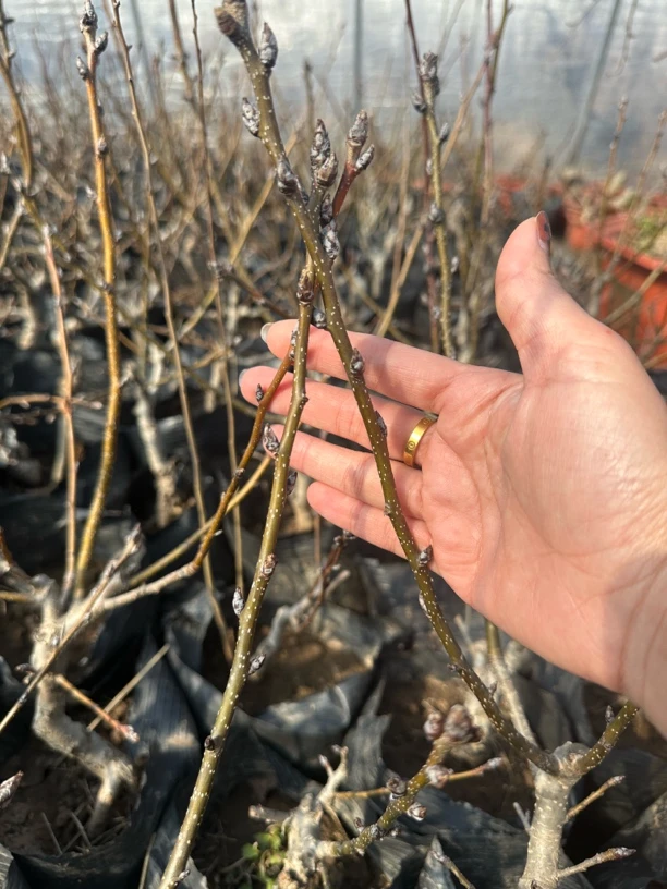 冬沙梨中圆果山楂果接穗（带芽枝条）