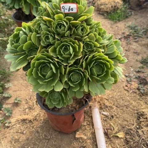 9-60绿羊绒多肉植物