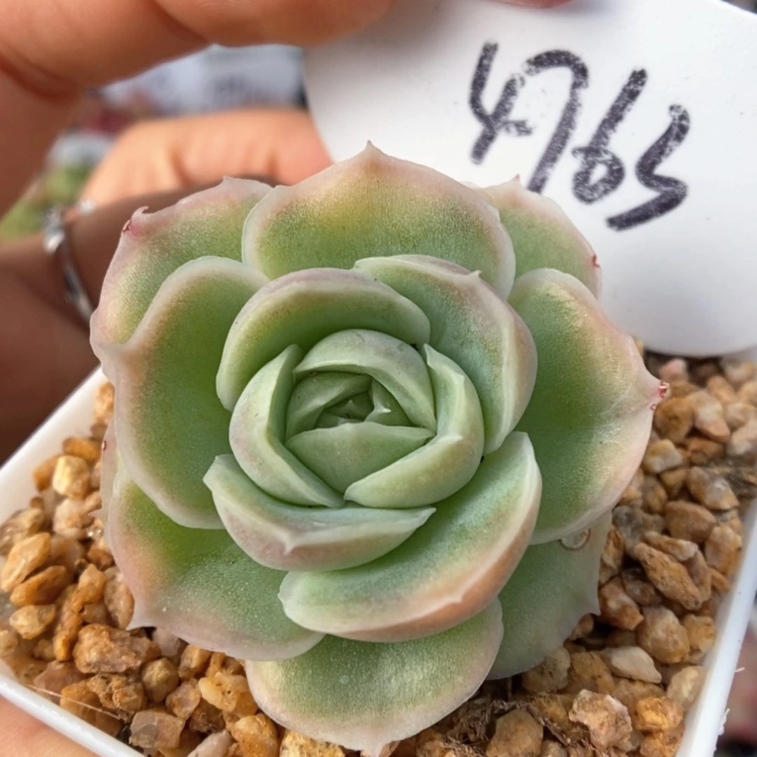 虾饺可拍4763号。