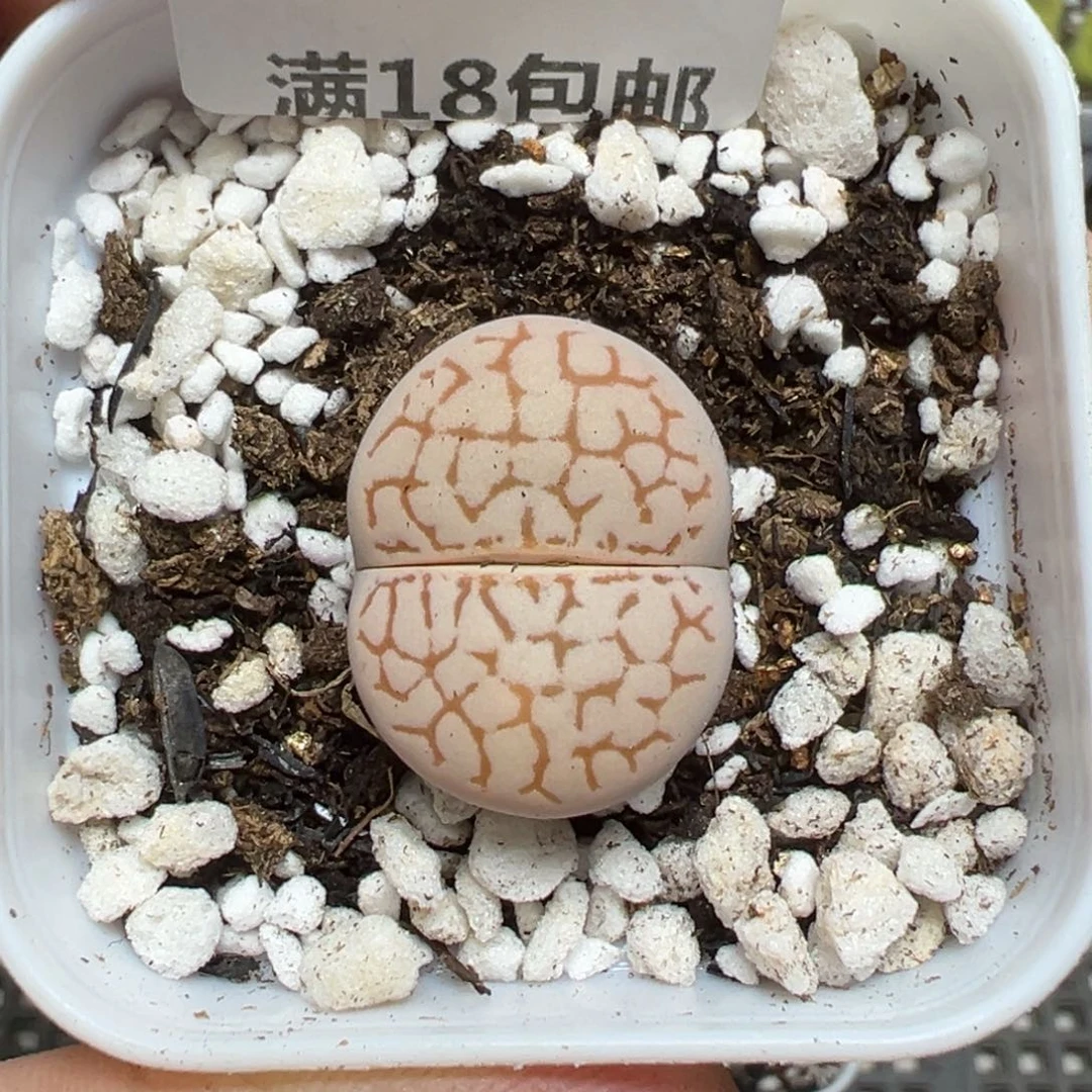 【闪购商品】486。