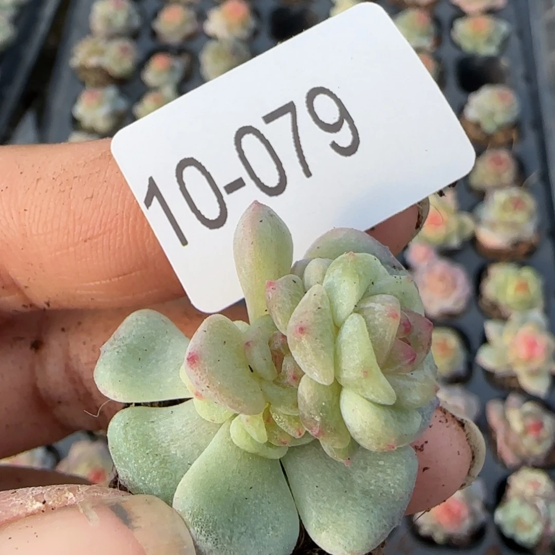 假***想多肉小卡拉米糖心一物一拍