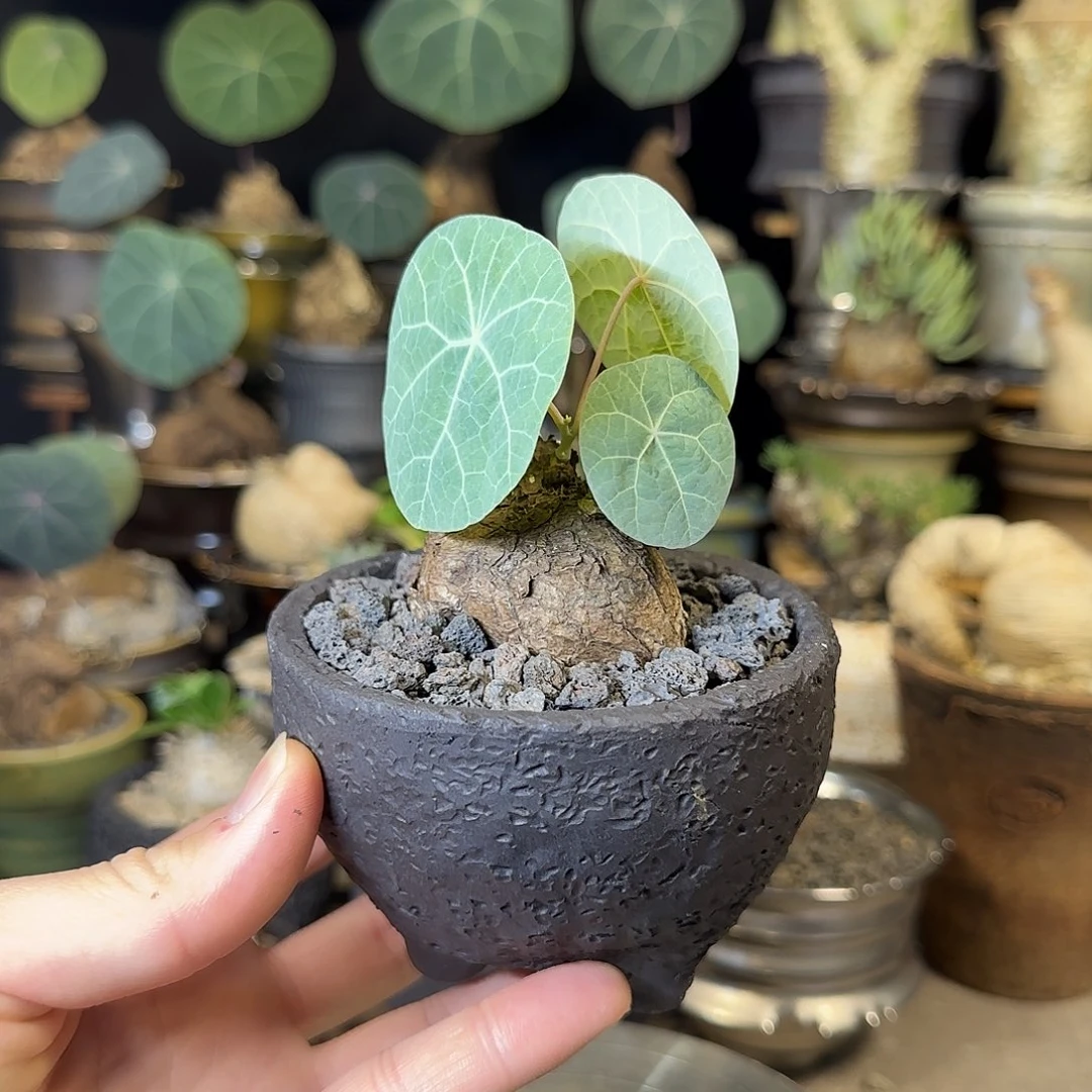 一物一拍老家一叶龟160