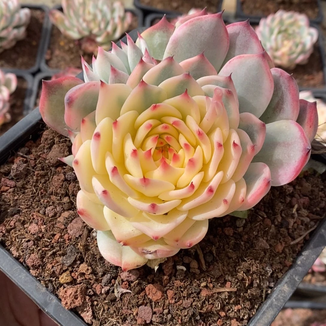 花*贝吉娃娃锦多肉植物