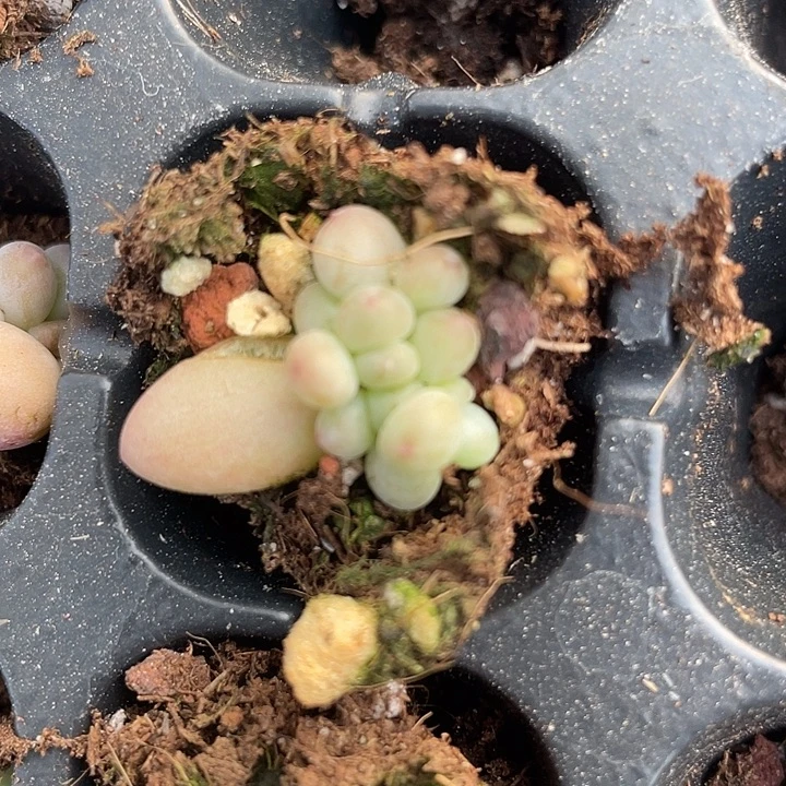 萤火虫群随机发满18包邮