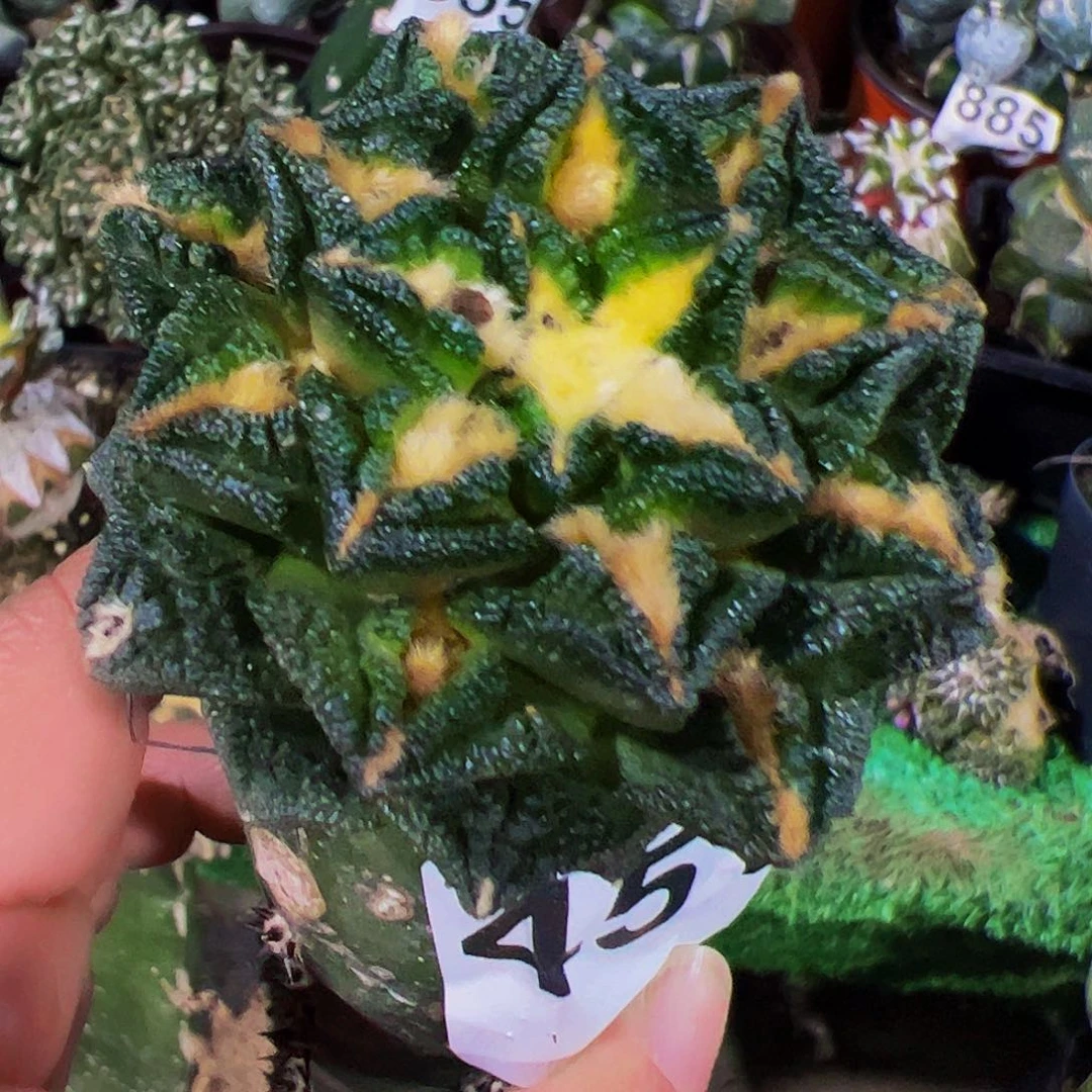 无花朵隔尤金毛辛顿牡丹451