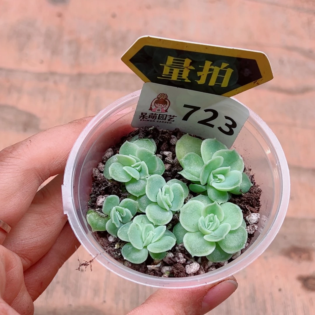 多肉植物多肉植物