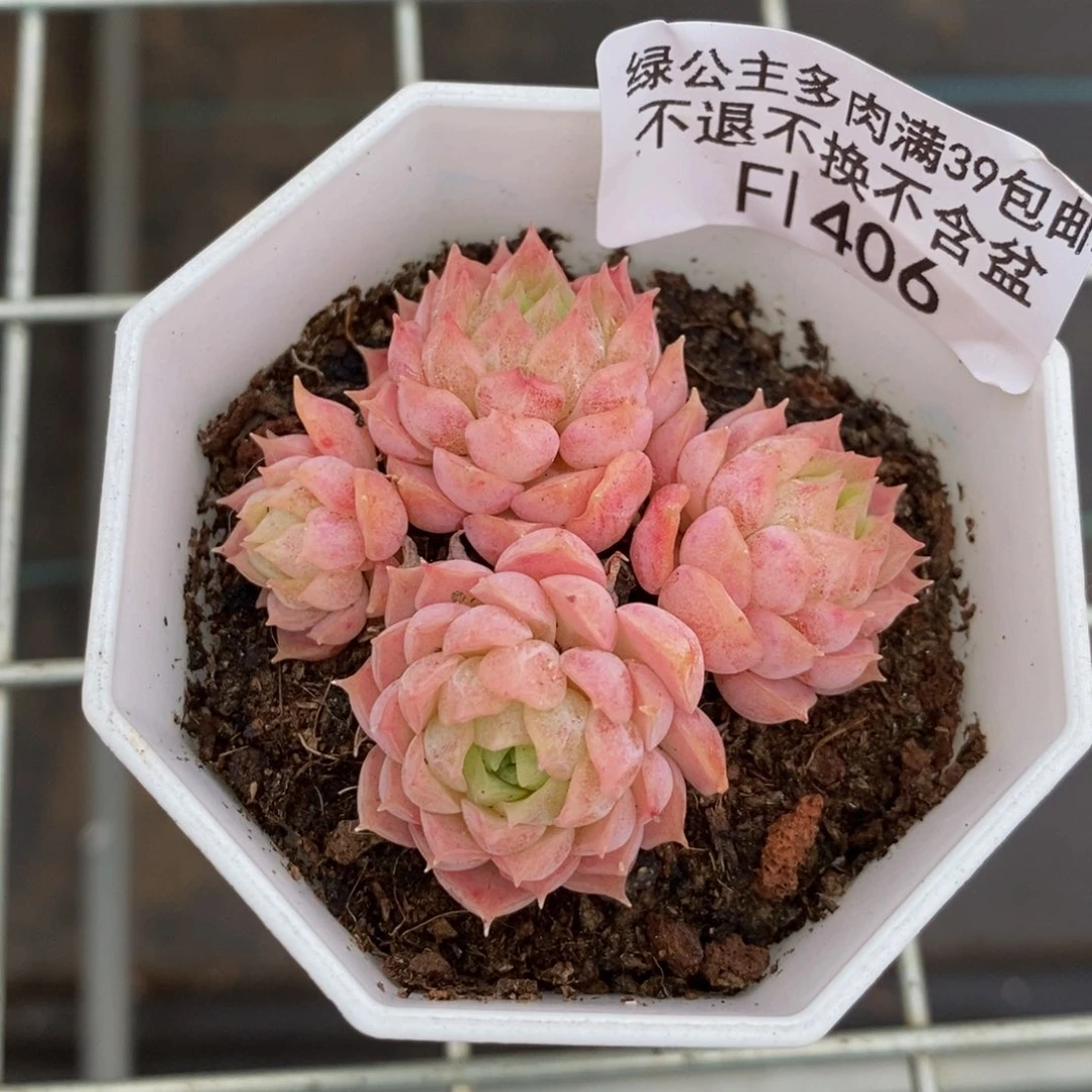 406 粉的未命名6 厘米