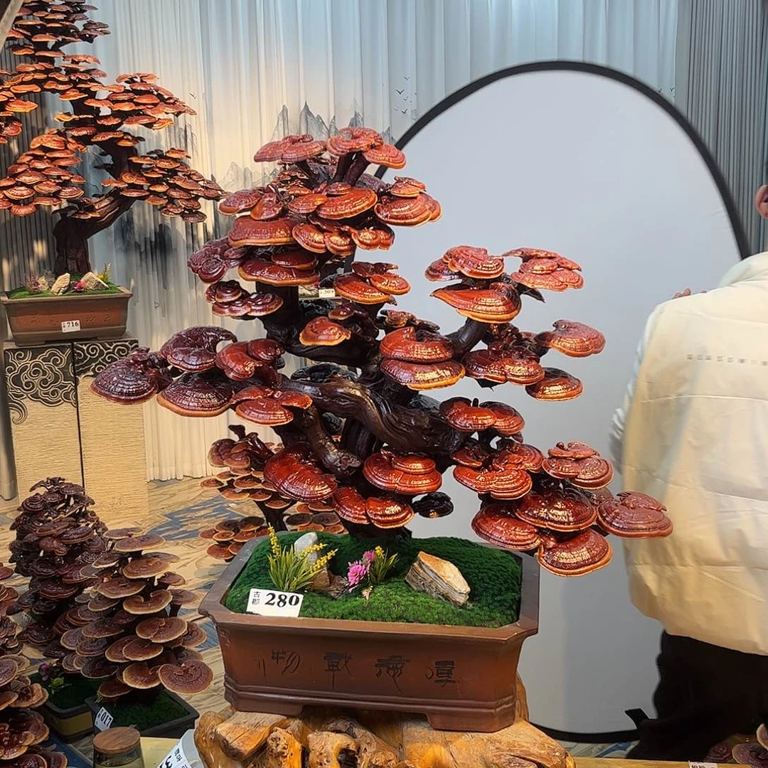 无花朵88888888888