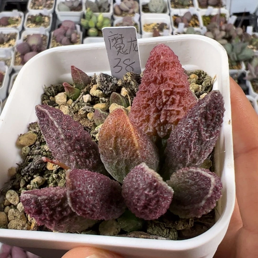 魔龙多肉植物水泡