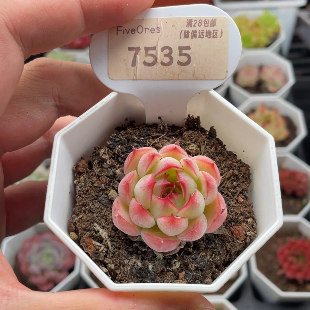 勾魂仙子7535-3.5厘米