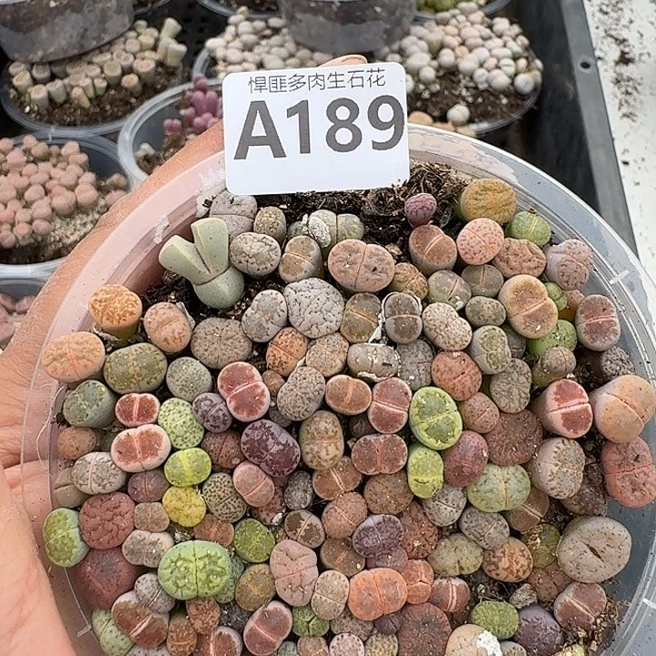 189多肉植物多肉植物