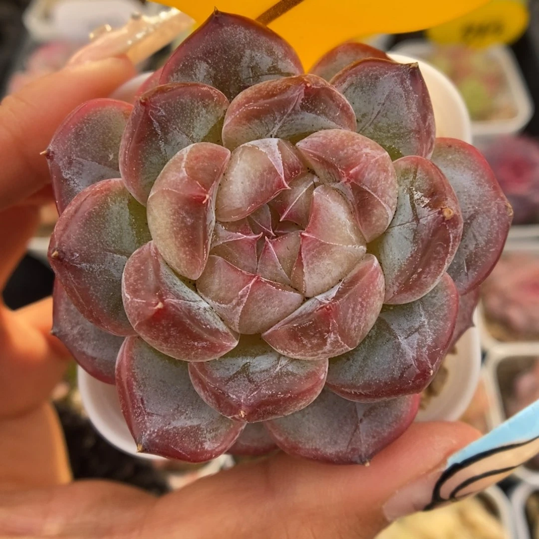 钻心珍妮可拍269号。