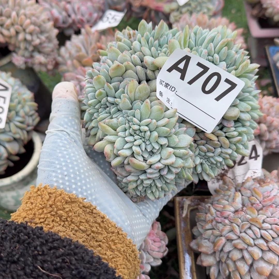雨**奏星影盘龙缀呀妈呀