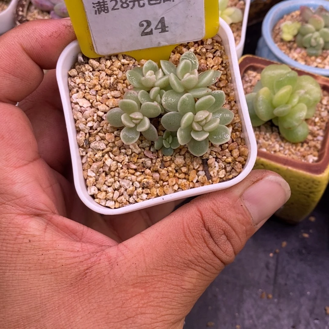 524冰玉6头小树……