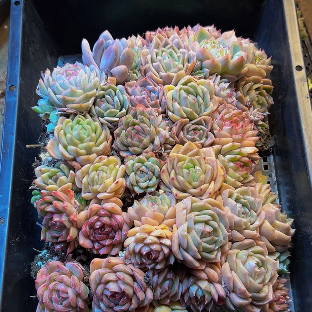 438多肉葡萄的价格是