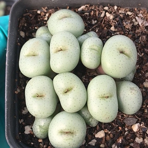 多肉肉锥 15头大饼