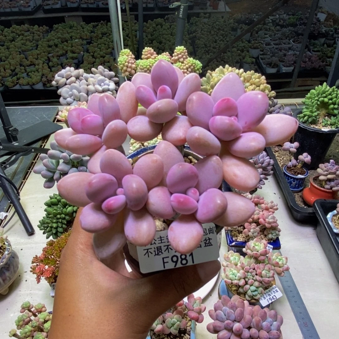 981糖果桃蛋多肉9cm