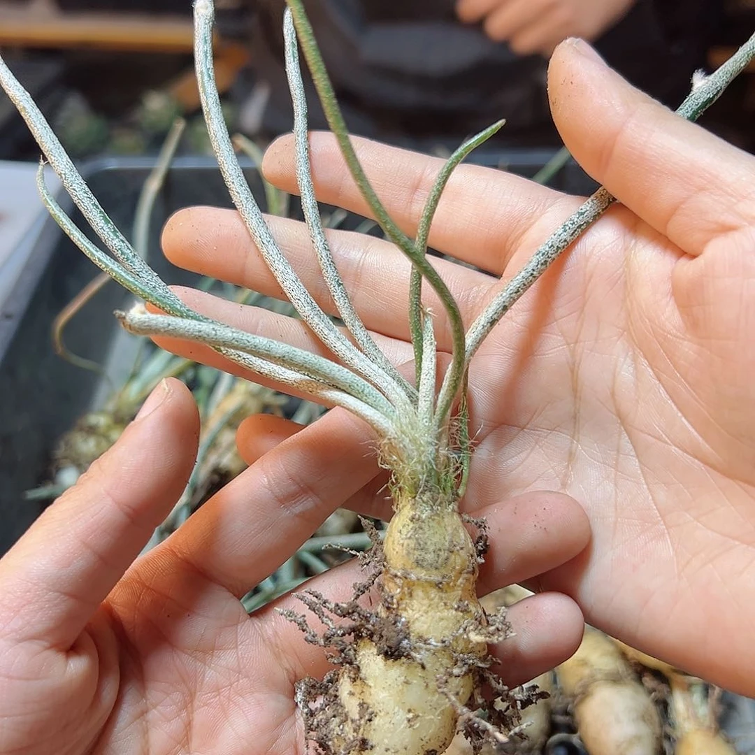 实生美杜莎肚子2公分1颗