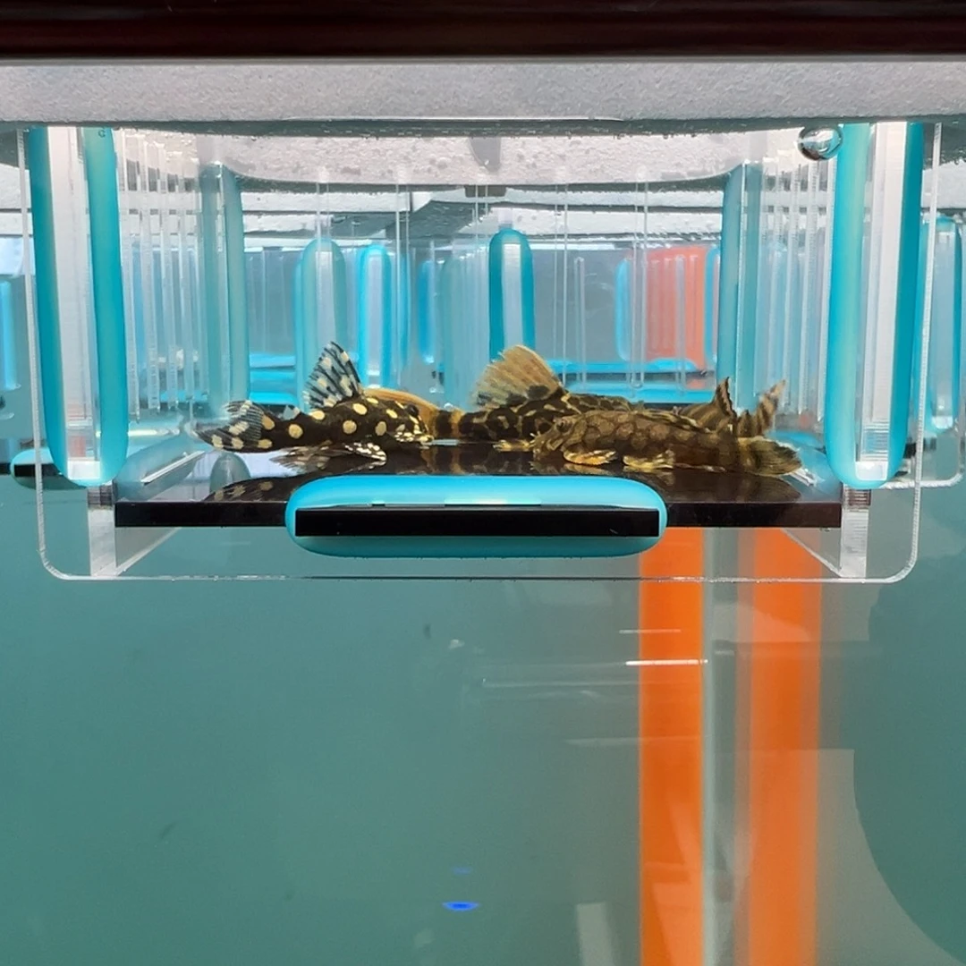 清道夫录完整开箱视频、入缸后不包损4+