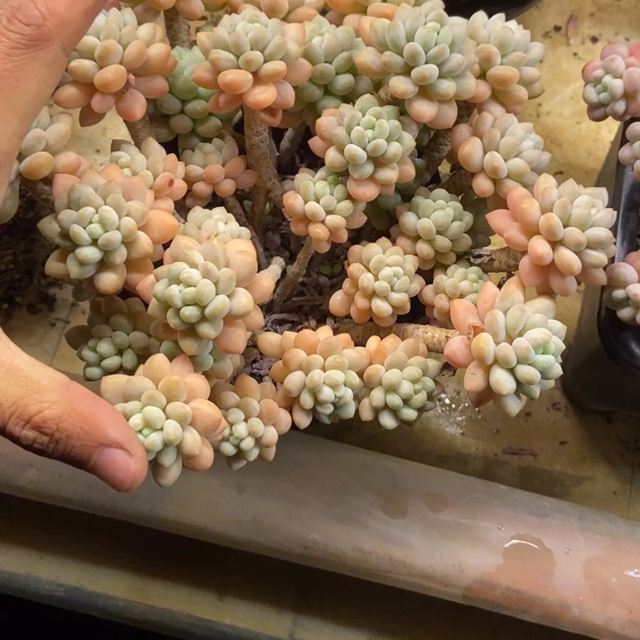 好***宋多肉植物一物一拍