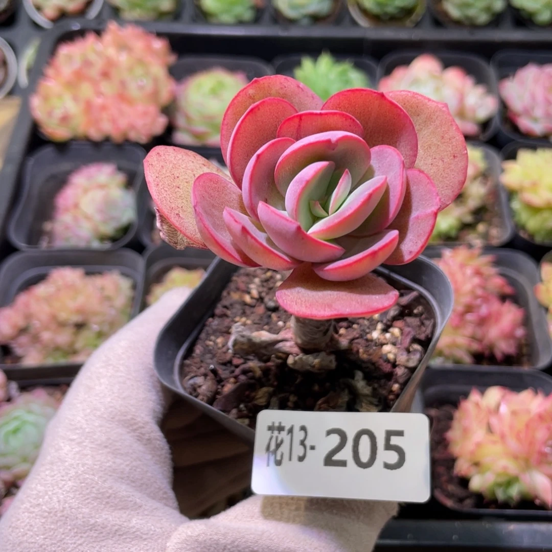 花利美13-205秀妍