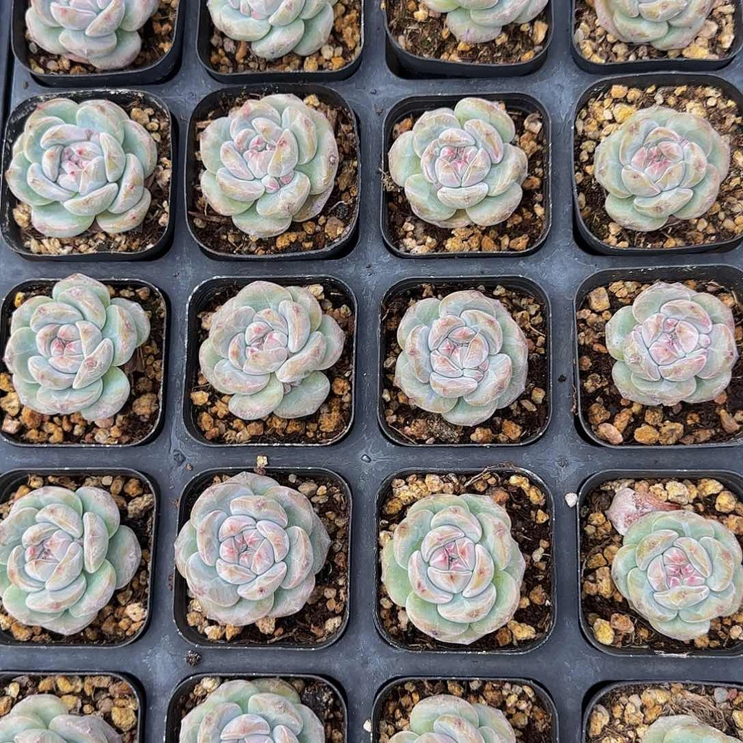 5颗一组圆叶优选单头星影