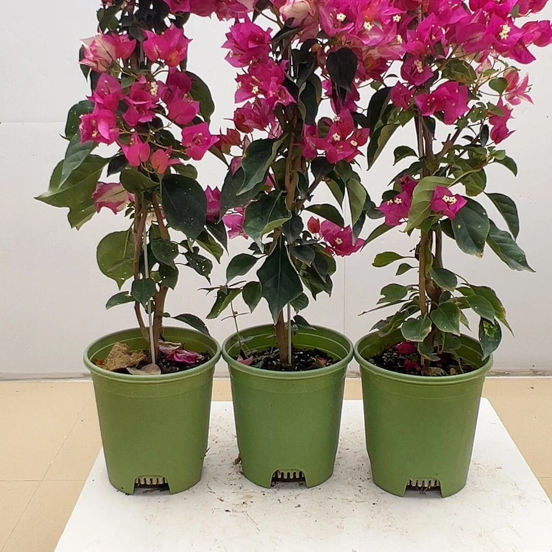 大部分花苞少量开放金娆带竹一棵