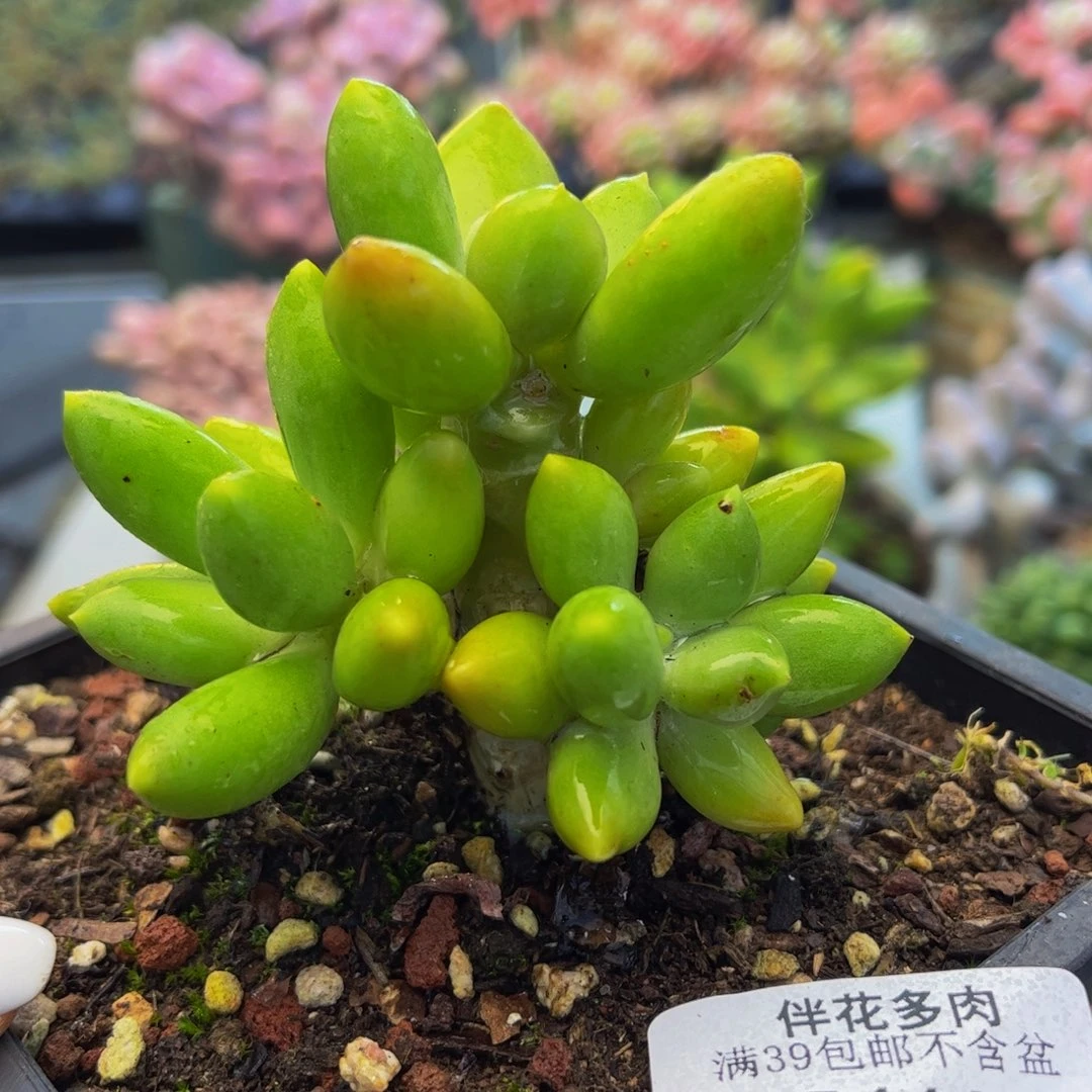 446-芒果奶多肉6cm
