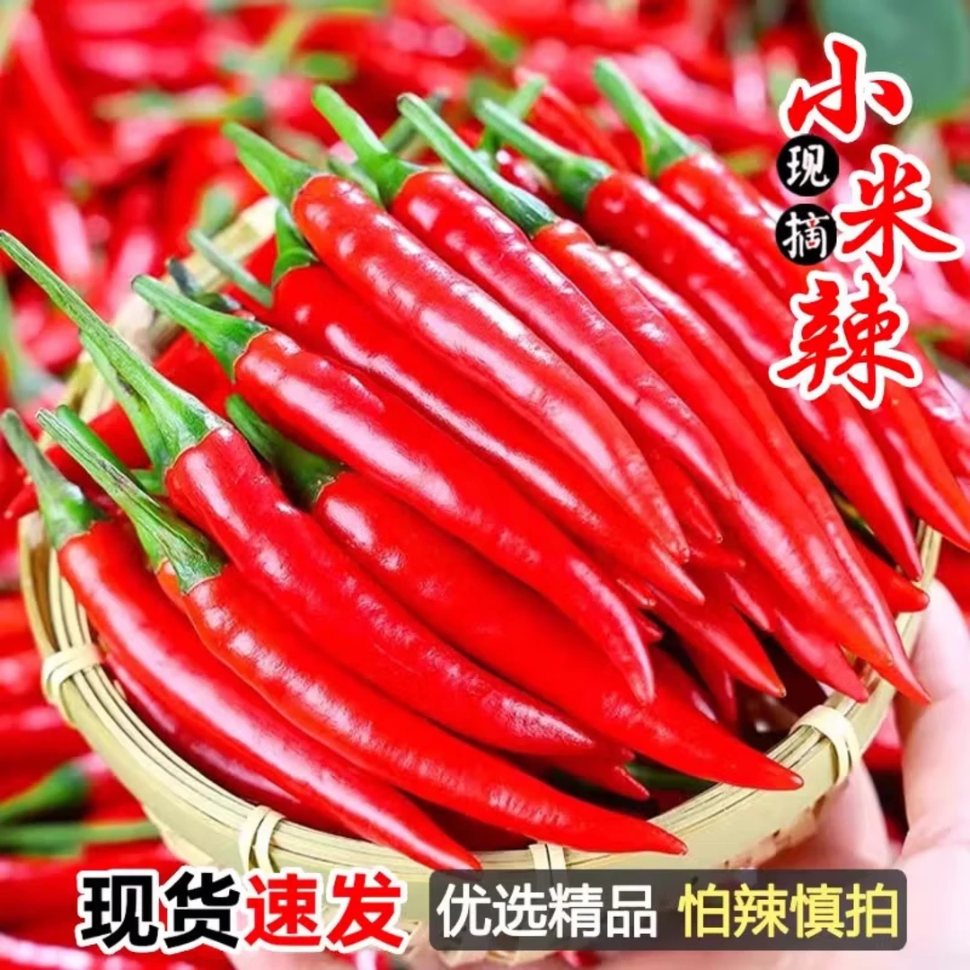 【现摘现发】头茬新鲜小米辣椒现摘特辣朝天椒辣椒炒菜尖椒批发薄皮