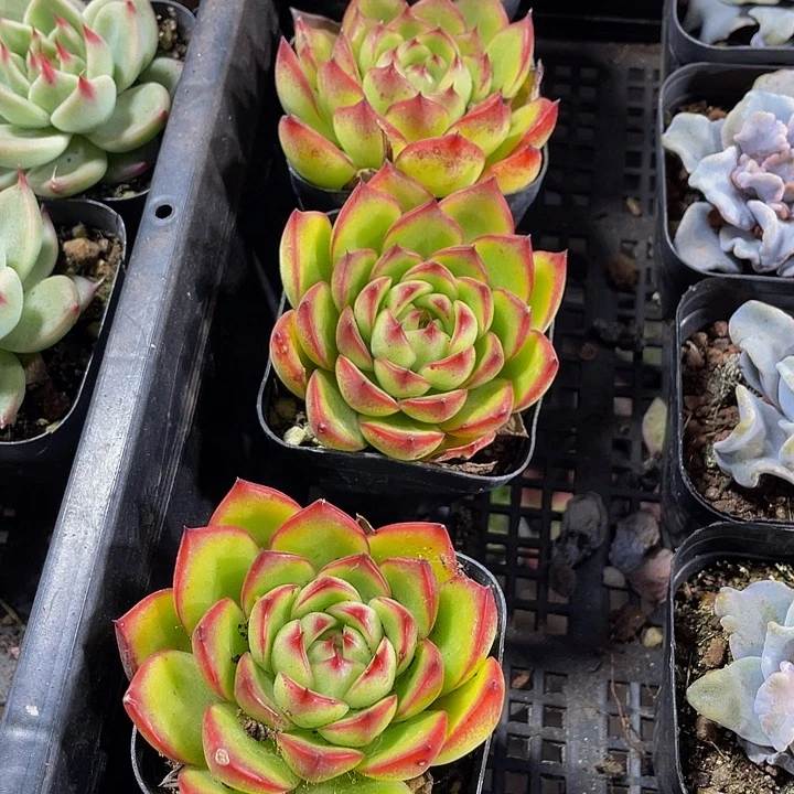 单头大月亮石带盆土发