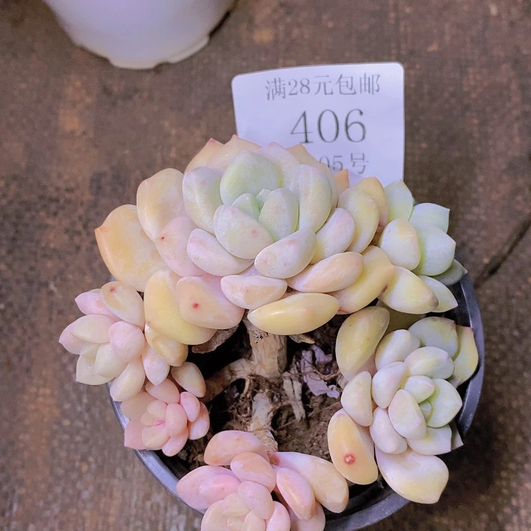 【闪购商品】云406