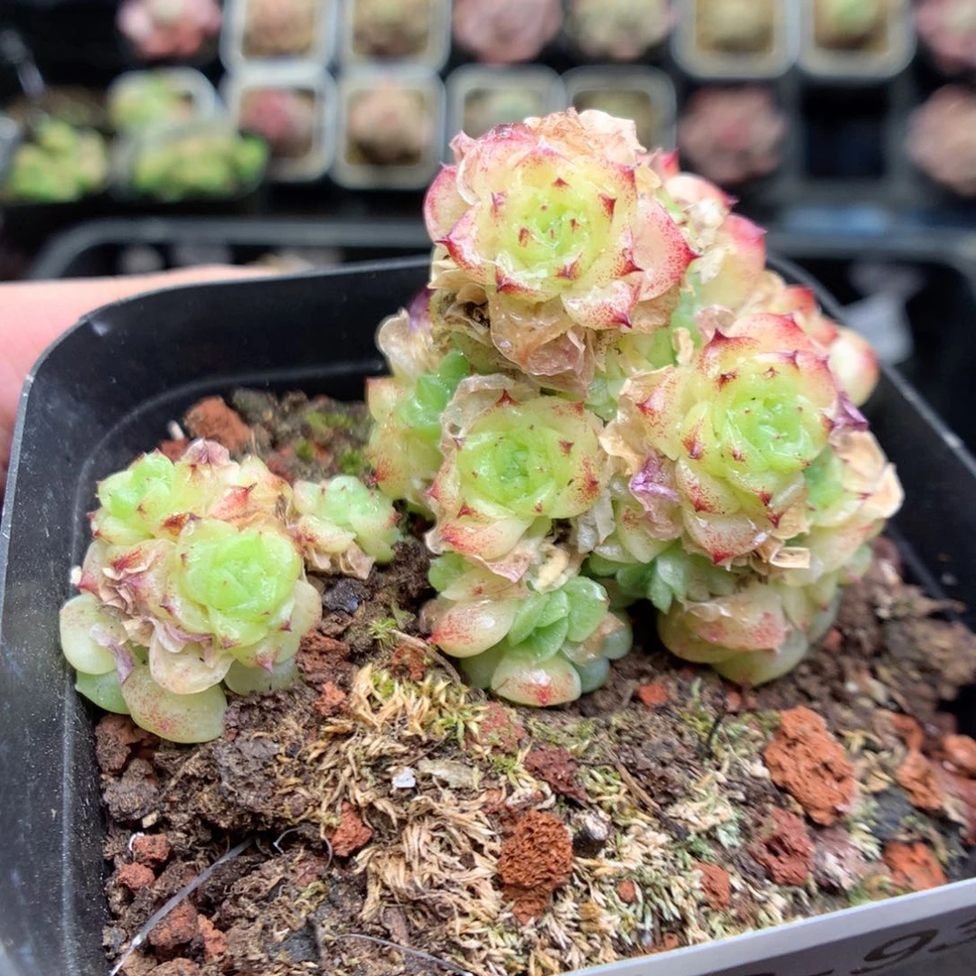 Q93y y y y y y y y y